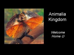 Animalia Kingdom Welcome Home Animals Most diverse kingdom