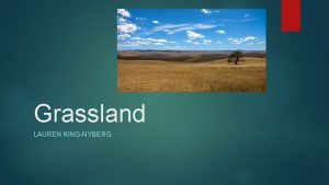 Grassland LAUREN KINGNYBERG What is a Grassland A