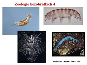 Zoologie bezobratlch 4 Prof RNDr Lubomr Hanel CSc