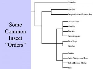 Some Common Insect Orders Silverfish and their allies