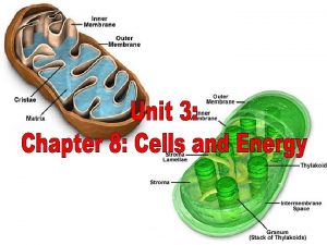 UNIT 2 Cells Chapter 8 Cells and Energy