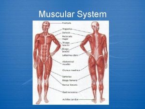 Muscular System DID YOU KNOW 40 of our