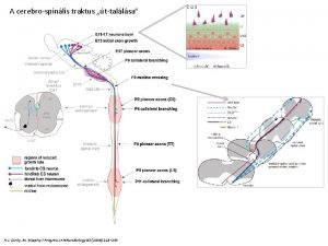 A cerebrospinlis traktus ttallsa A J Canty M