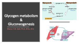 Glycogen metabolism Gluconeogenesis Marco Y W Zaki Ph