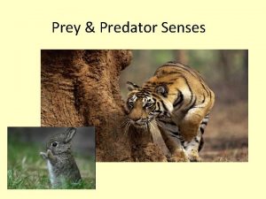 Prey Predator Senses Objectives 1 Describe senses that