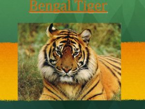Bengal Tiger Physical Characteristics Colour Appearance The Bengal