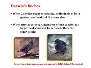 Darwins finches When 2 species occur separately individuals