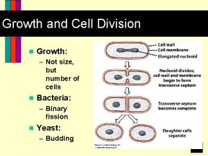 Growth and Cell Division n Growth Not size