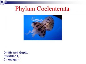 Phylum Coelenterata Dr Shivani Gupta PGGCG11 Chandigarh General