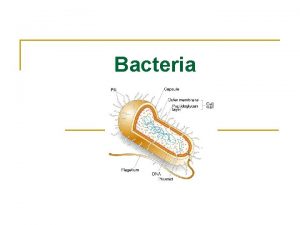 Bacteria Bacteria Characteristics Prokaryote no nucleus Living Decomposer