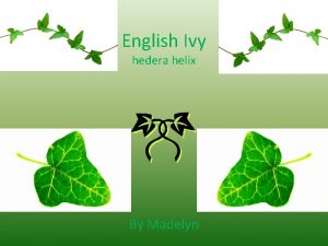 English Ivy hedera helix By Madelyn What is