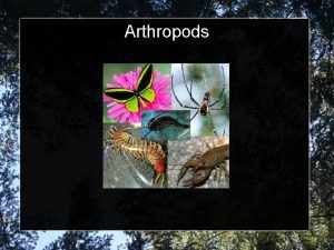 Arthropods Vocabulary Arthropods Invertebrate Animal with an exoskeleton
