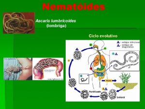 Nematides Ascaris lumbricoides lombriga Ciclo evolutivo Ciclo de