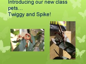 Introducing our new class pets Twiggy and Spike