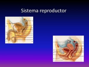 Sistema reproductor Sistema reproductor conjunto de diferentes rganos