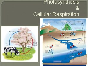 Photosynthesis Cellular Respiration Photosynthesis Photosynthesis in equations Photosynthesis