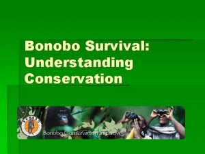 Bonobo Survival Understanding Conservation Bonobos are Great apes