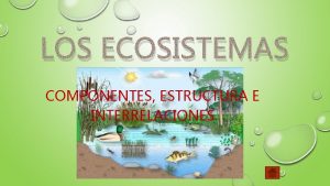 LOS ECOSISTEMAS COMPONENTES ESTRUCTURA E INTERRELACIONES Componentes de