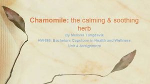 Chamomile the calming soothing herb By Melissa Tungesvik