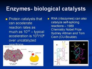 Enzymes biological catalysts n Protein catalysts that can