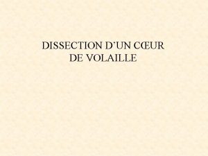 DISSECTION DUN CUR DE VOLAILLE Description externe du