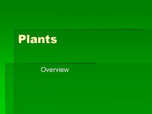 Plants Overview Nonvascular Plants Hornwort Usually small plants