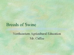 Breeds of Swine Northeastern Agricultural Education Mr Caffee