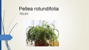 Pellea rotundifolia PELEA Porijeklo vrste Spada u porodicu