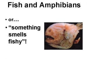 Fish and Amphibians or something smells fishy Chordates
