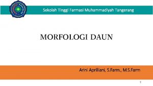 Sekolah Tinggi Farmasi Muhammadiyah Tangerang MORFOLOGI DAUN Arini