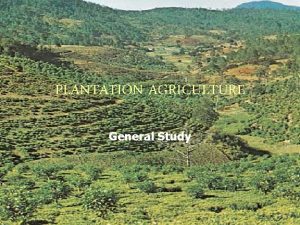 PLANTATION AGRICULTURE General Study PLANTATION AGRICULTURE What is