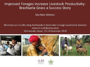 Improved Forages Increase Livestock Productivity Brachiaria Grass a