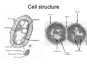 Cell structure Nucleoid Single strand of DNA usually