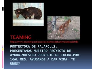 TEAMING https www teaming netassociacioamicsdelsanimalsdepalafolls PROTECTORA DE PALAFOLLS
