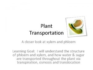 Plant Transportation A closer look at xylem and