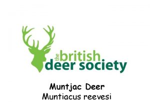 Muntjac Deer Muntiacus reevesi There are six species