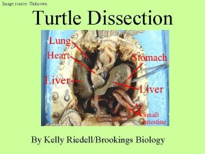 Image source Unknown Turtle Dissection By Kelly RiedellBrookings
