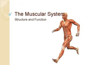 The Muscular System Structure and Function The Muscular