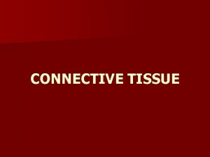 CONNECTIVE TISSUE n The connective tissue is defined