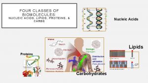 FOUR CLASSES OF BIOMOLECULES NUCLEIC ACIDS LIPIDS PROTEINS