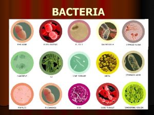 BACTERIA BACTERIA Prokaryotes Characteristics of Bacteria plasma membrane