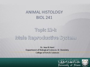 ANIMAL HISTOLOGY BIOL 241 Topic 12 I Male