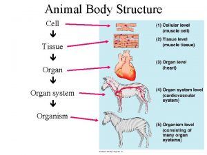 Animal Body Structure Cell Tissue Organ system Organism