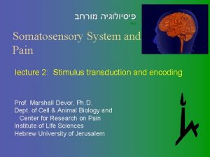 08 9 Somatosensory System and Pain lecture 2