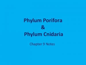 Phylum Porifora Phylum Cnidaria Chapter 9 Notes Phylum