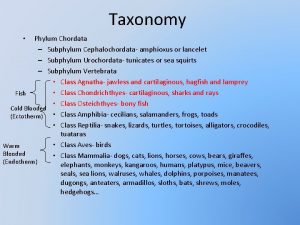 Taxonomy Phylum Chordata Subphylum Cephalochordata amphioxus or lancelet