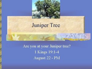 Juniper Tree Are you at your Juniper tree