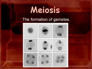 Meiosis The formation of gametes Meiosis Most organisms