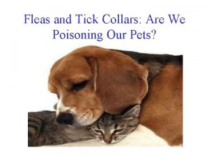 Fleas and Tick Collars Are We Poisoning Our