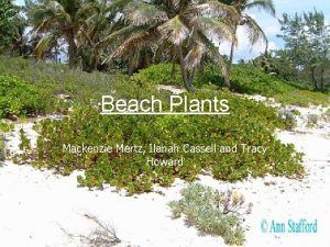 Beach Plants Mackenzie Mertz Ilanah Cassell and Tracy